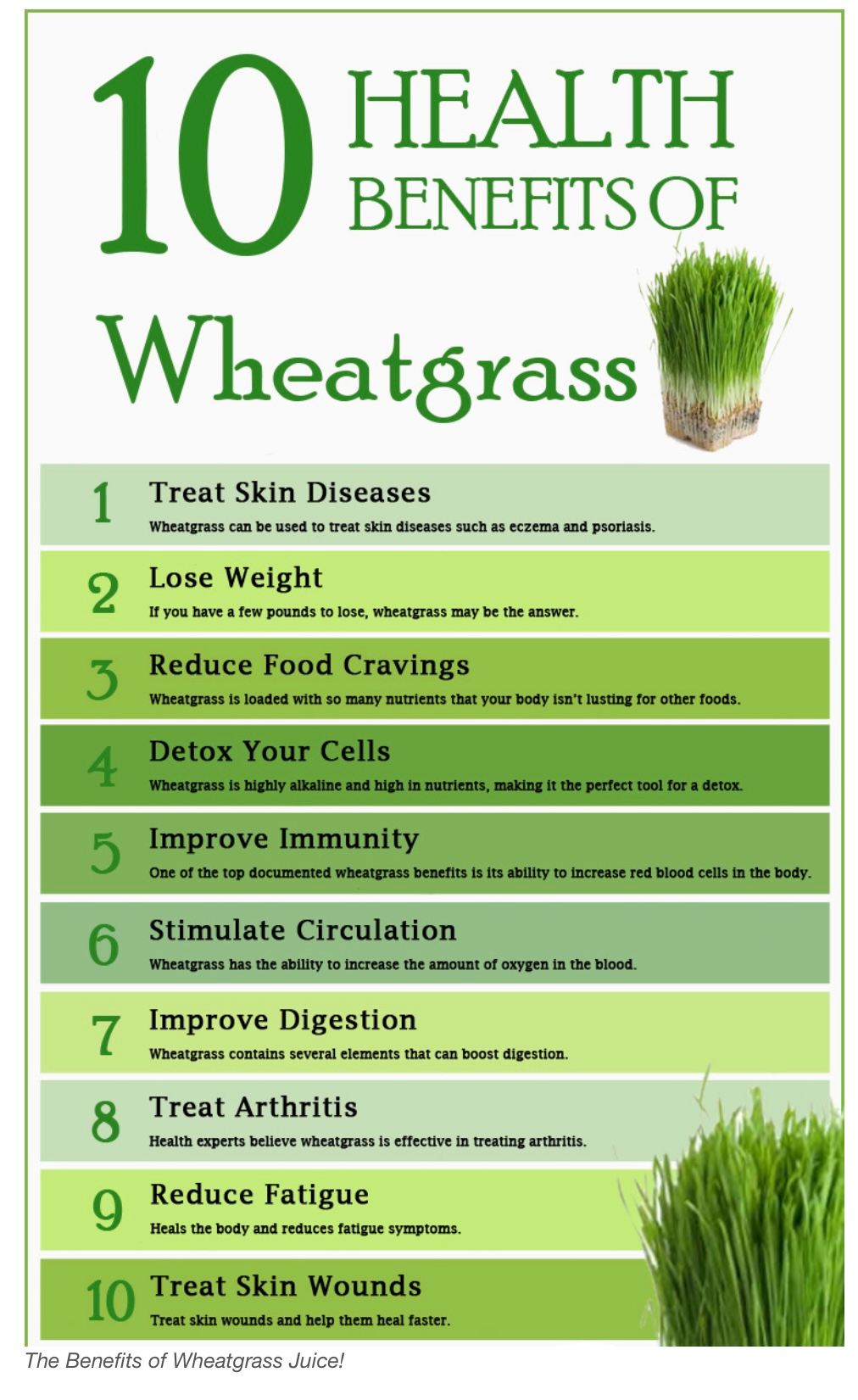 Fresh Wheatgrass Juice Powder